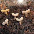 Lot of 5 Prehistoric Real Shark Tooth Fossil Assorted