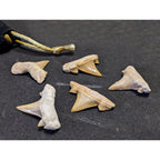 Lot of 5 Prehistoric Real Shark Tooth Fossil Assorted