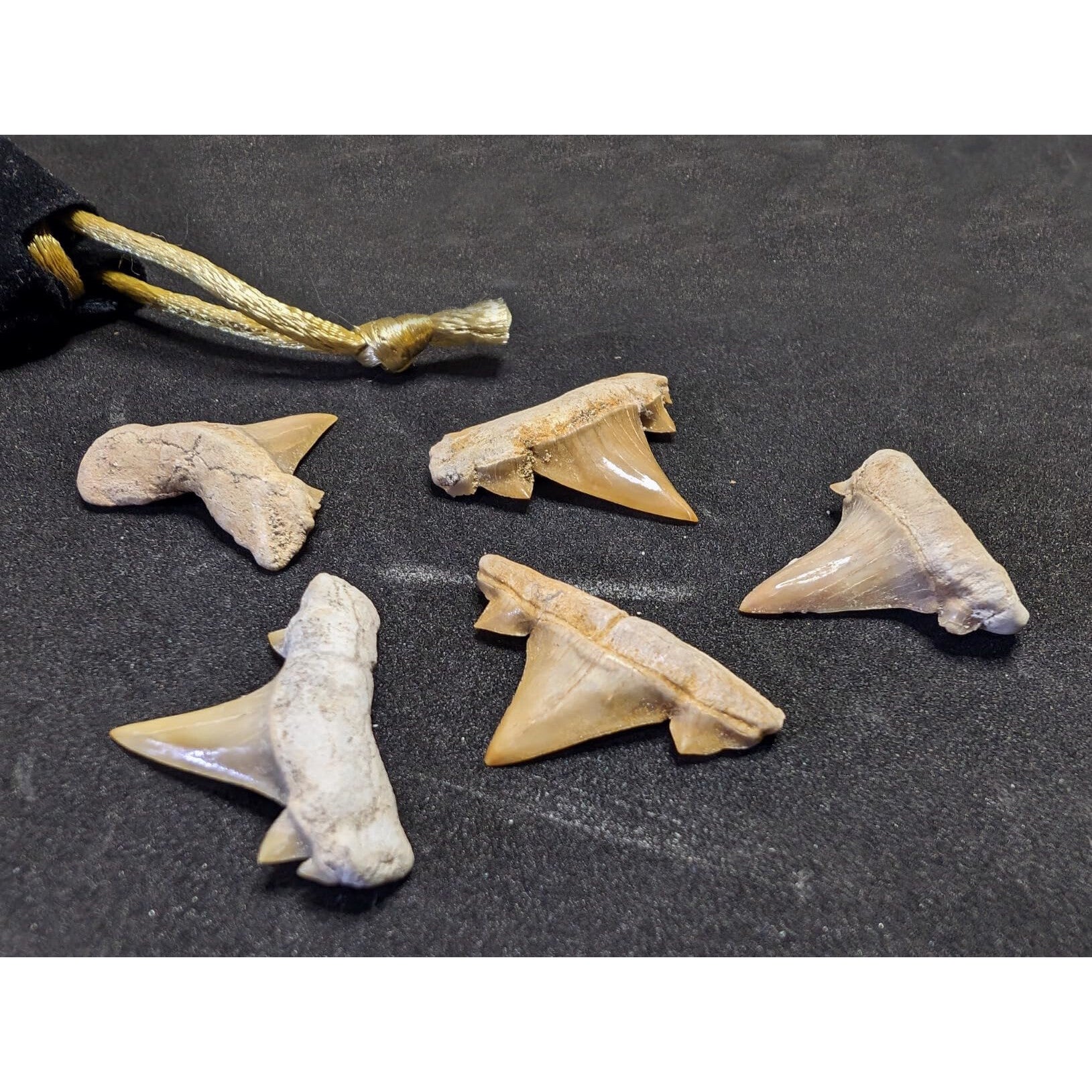 Lot of 5 Prehistoric Real Shark Tooth Fossil Assorted