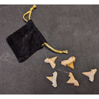 Lot of 5 Prehistoric Real Shark Tooth Fossil Assorted