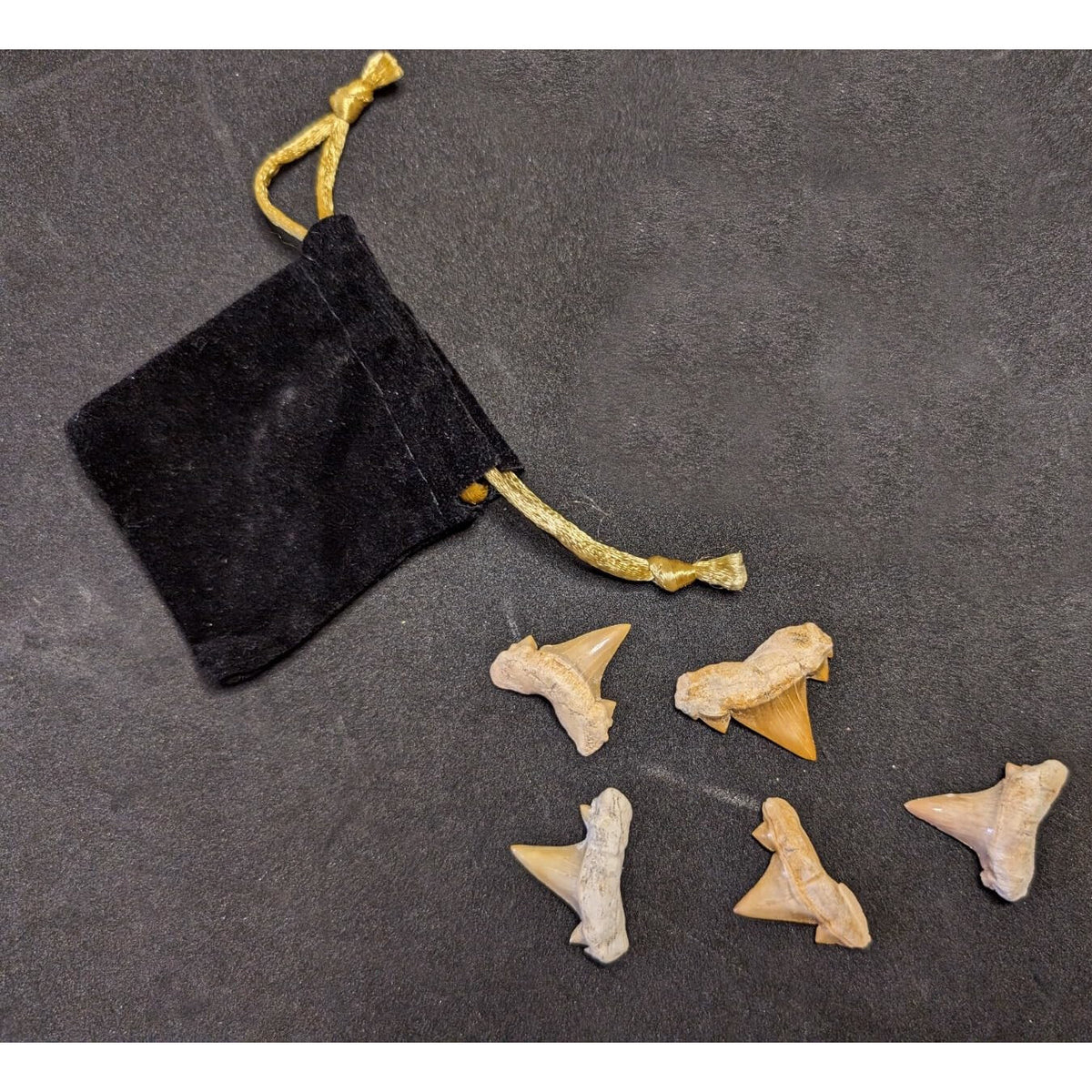 Lot of 5 Prehistoric Real Shark Tooth Fossil Assorted