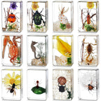 Lot of 12 Insect Specimen Collection