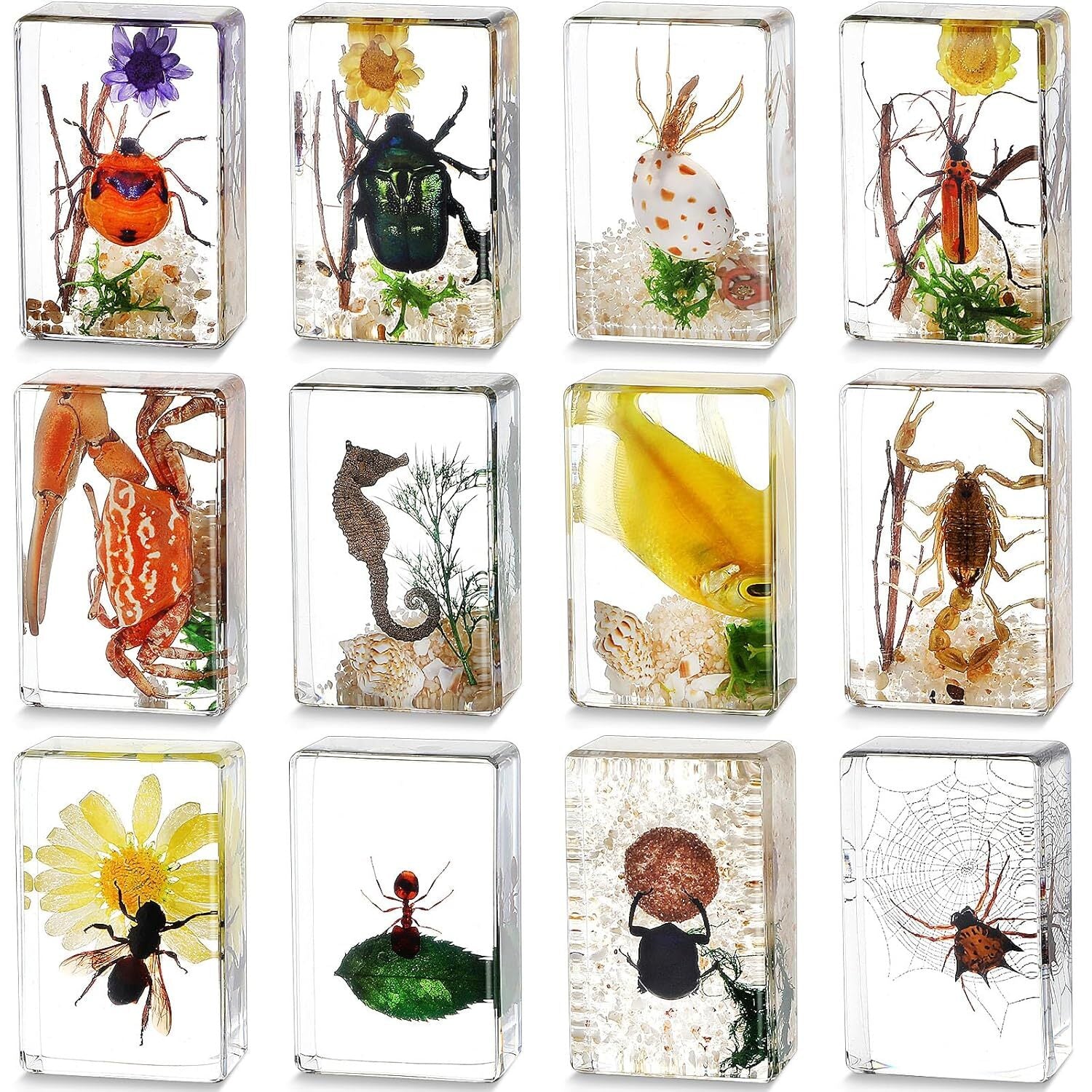 Lot of 12 Insect Specimen Collection