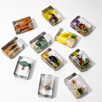 Lot of 12 Insect Specimen Collection