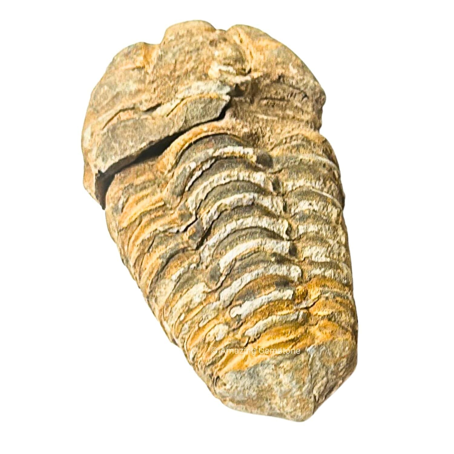 Museum Grade Trilobite Fossil Specimen Ancient Fossil