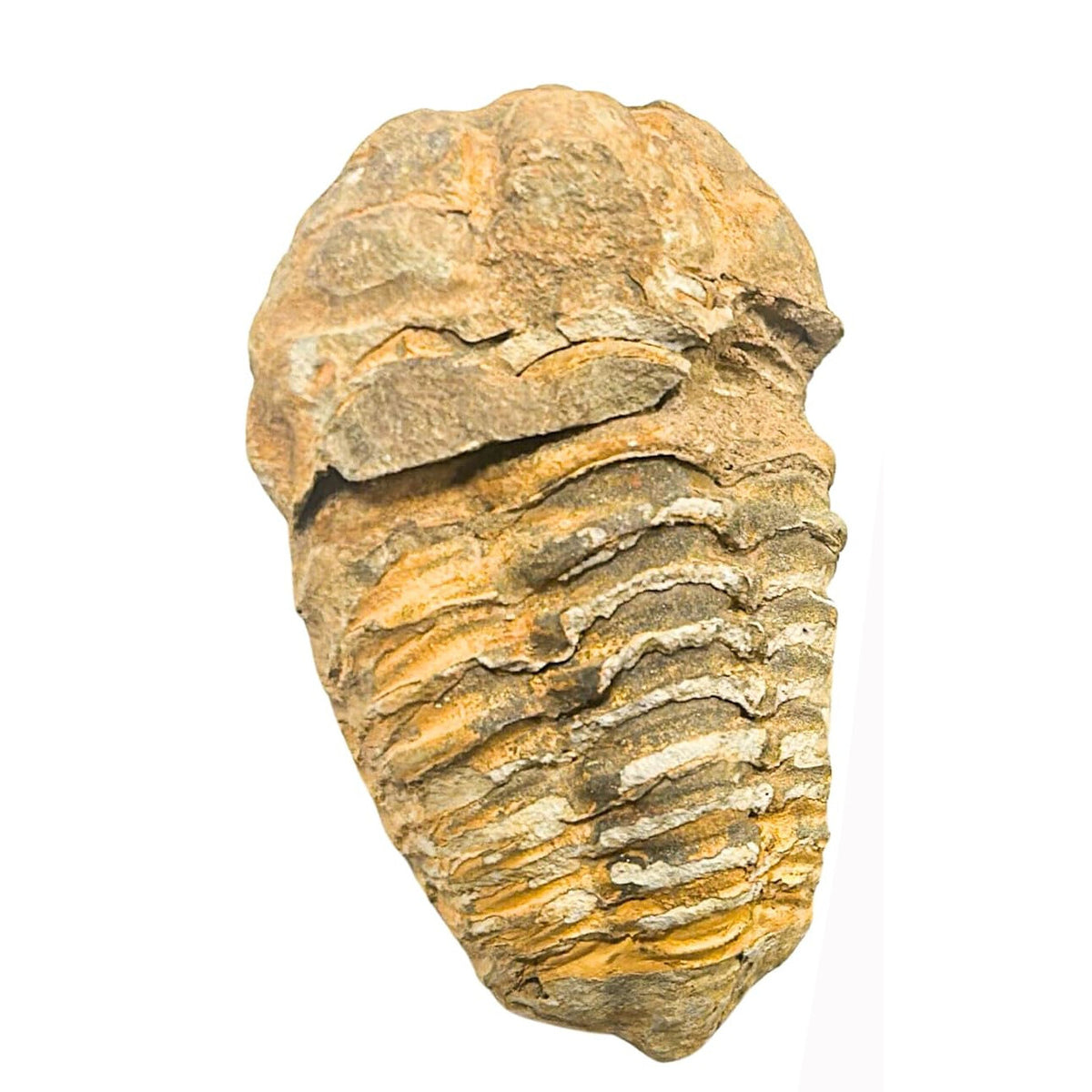 Museum Grade Trilobite Fossil Specimen Ancient Fossil