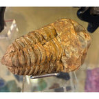 Museum Grade Trilobite Fossil Specimen Ancient Fossil