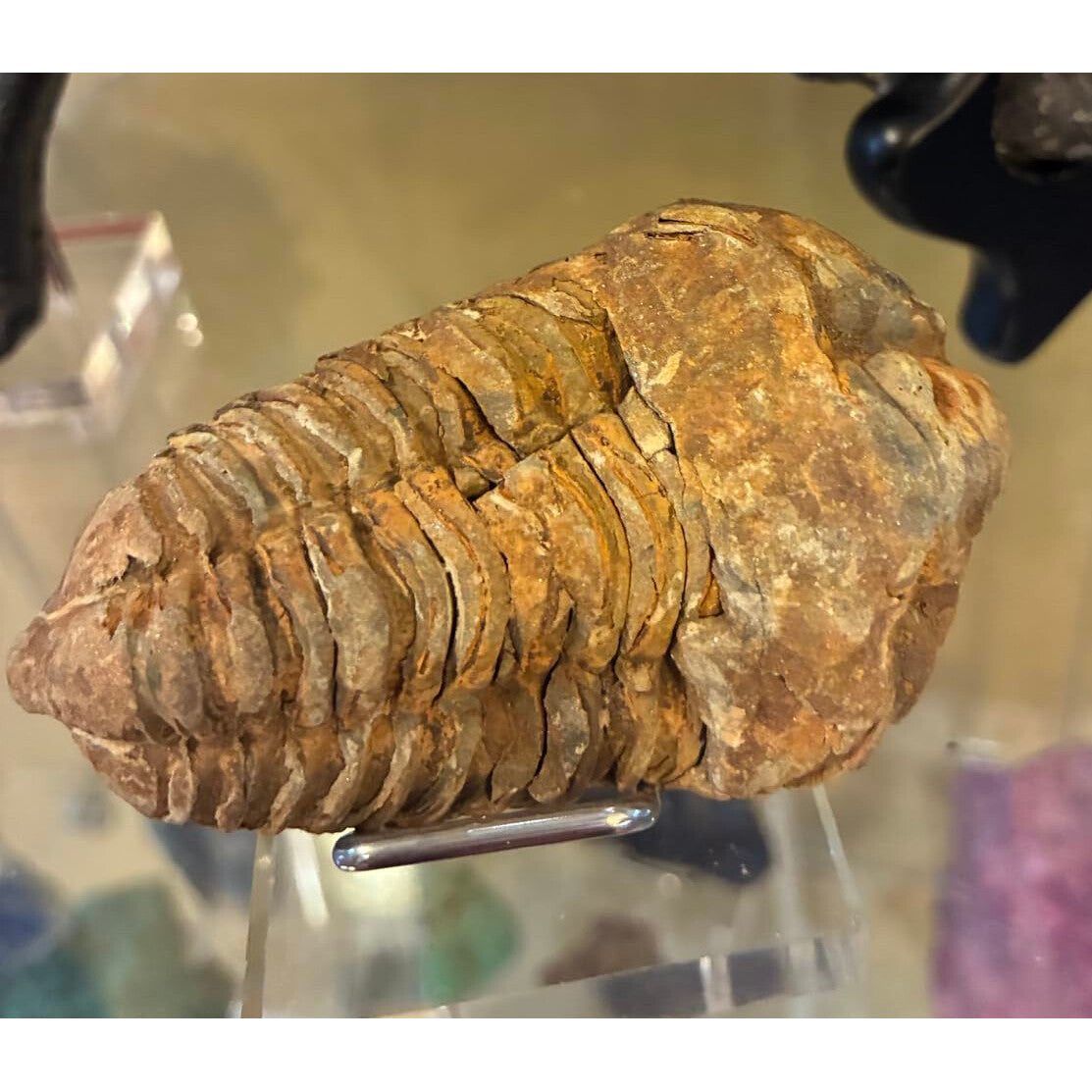 Museum Grade Trilobite Fossil Specimen Ancient Fossil