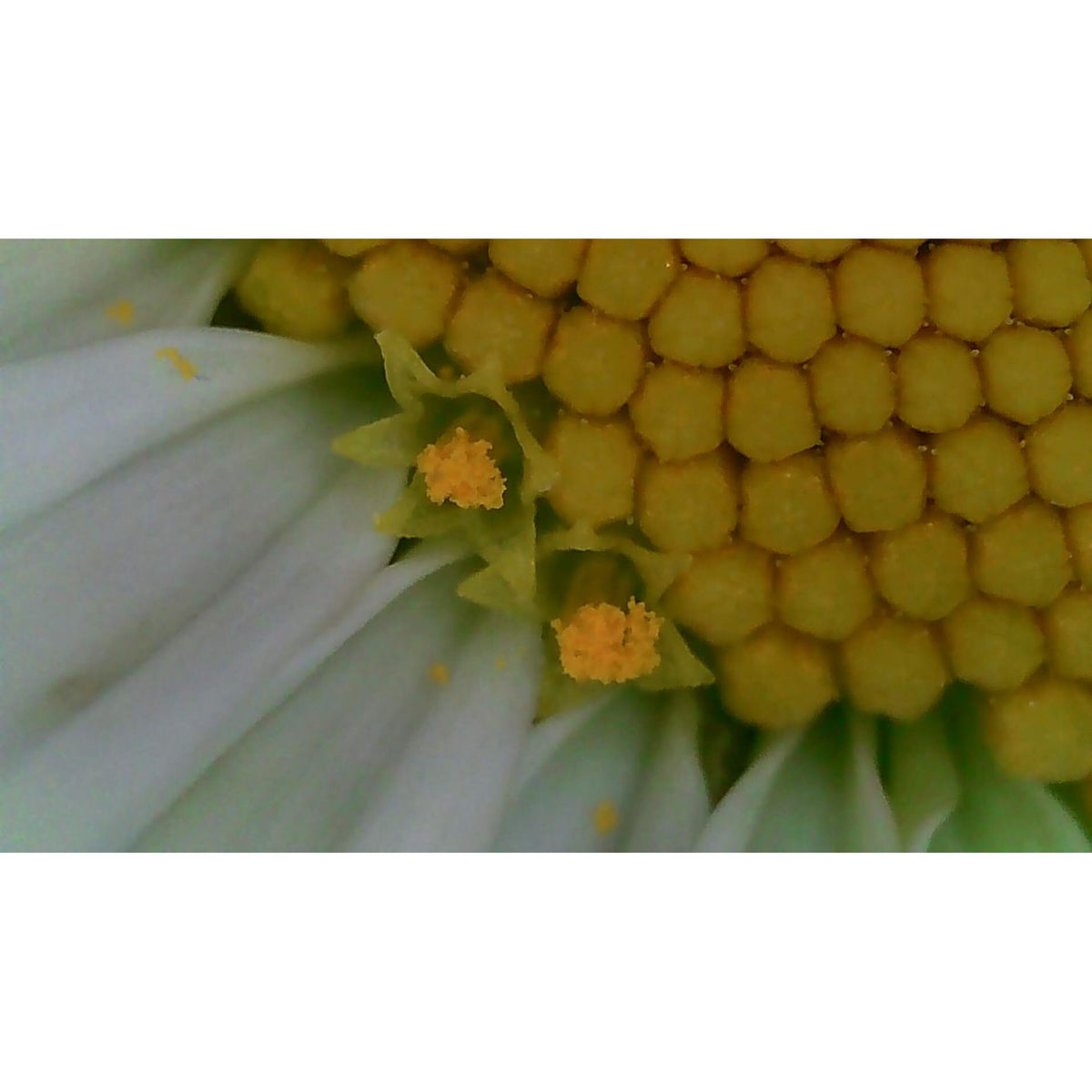 1000X Handheld Digital Microscope