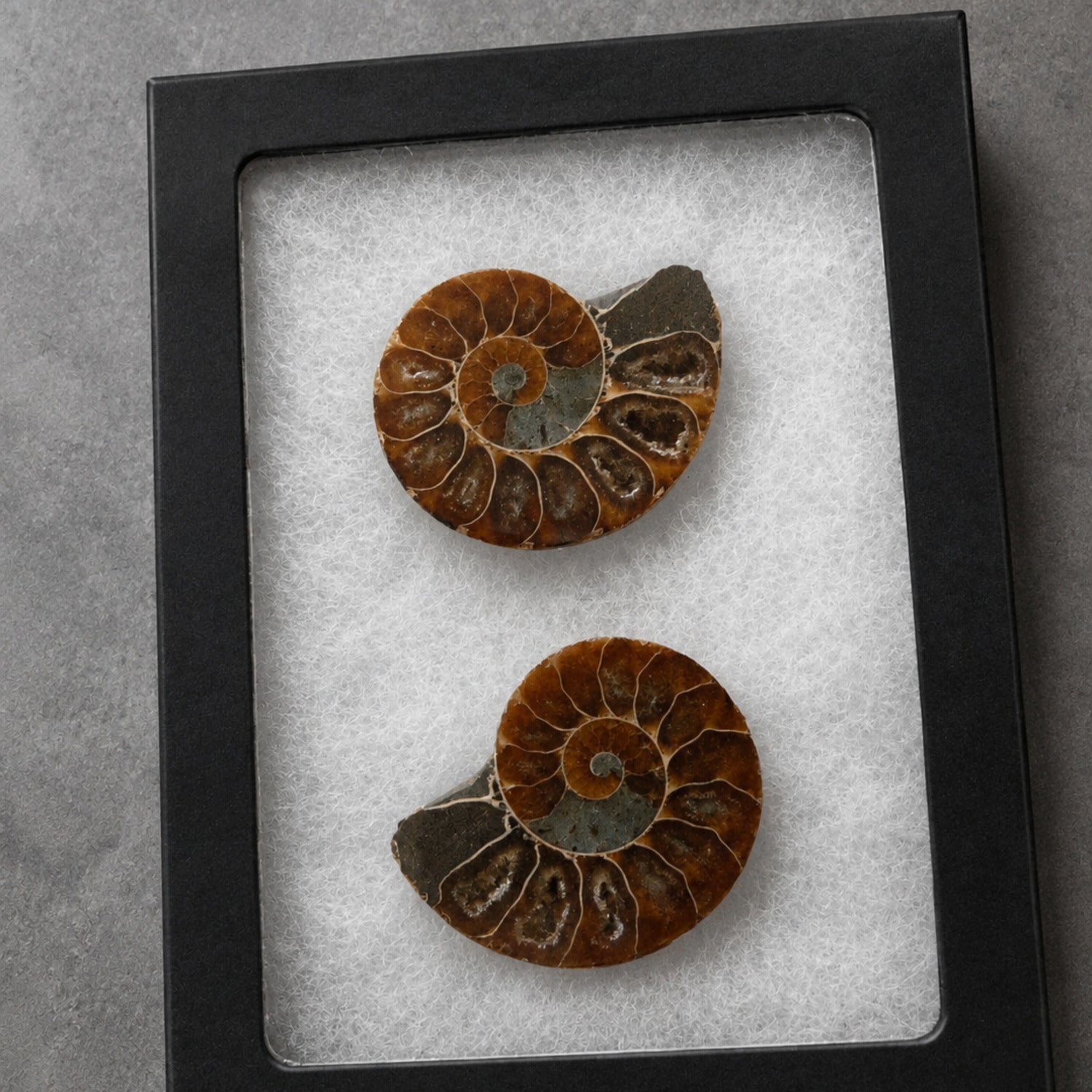 Pair of Natural Polished Ammonite Fossils