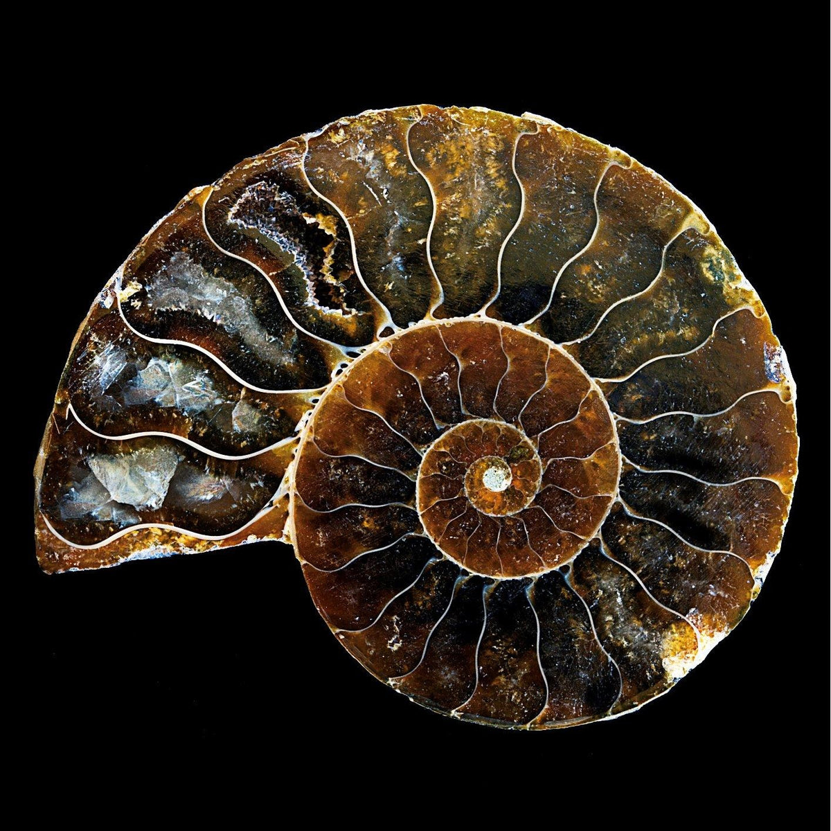Pair of Natural Polished Ammonite Fossils
