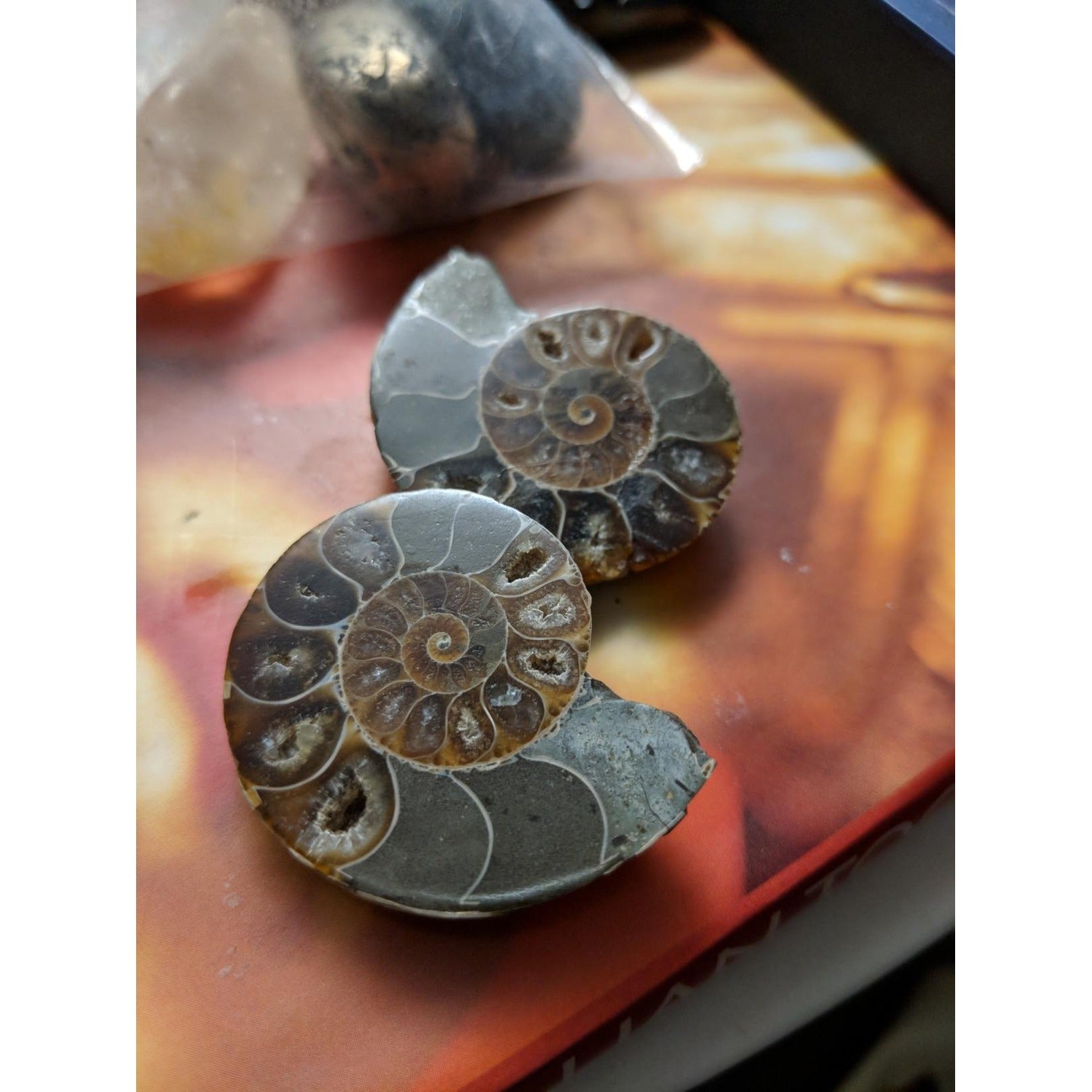 Pair of Natural Polished Ammonite Fossils