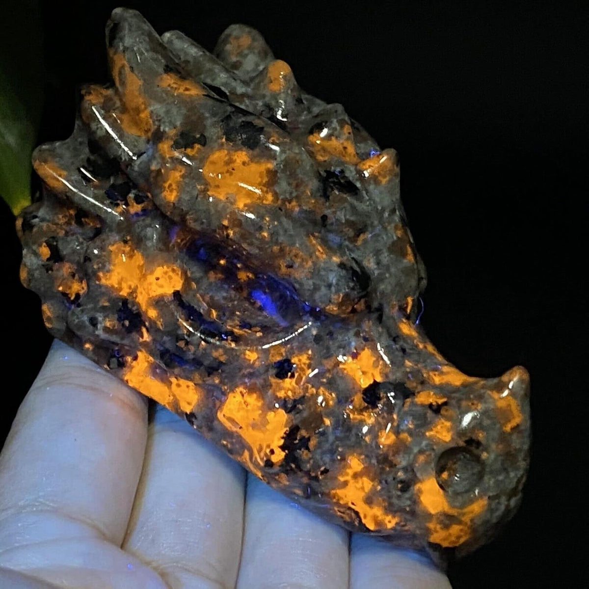 Natural Glowing Dragon Skull Hand Carved