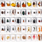 Lot of 40 Real Insects Preserved Collection