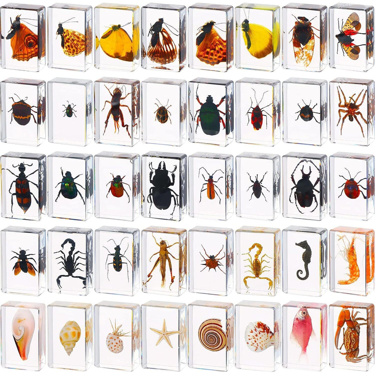 Lot of 40 Real Insects Preserved Collection