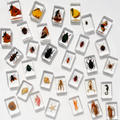 Lot of 40 Real Insects Preserved Collection