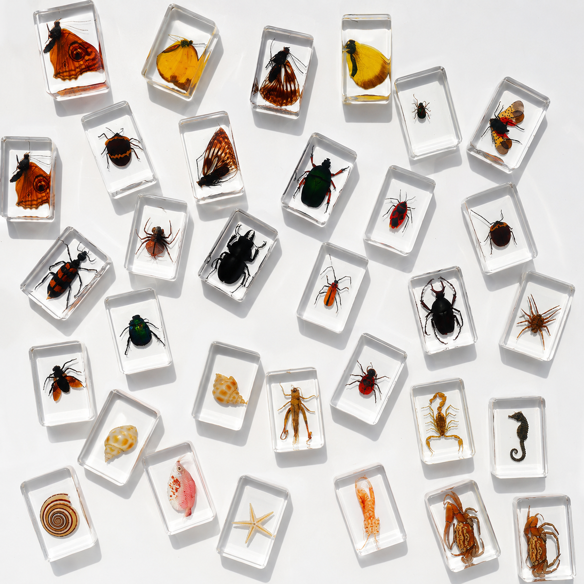 Lot of 40 Real Insects Preserved Collection