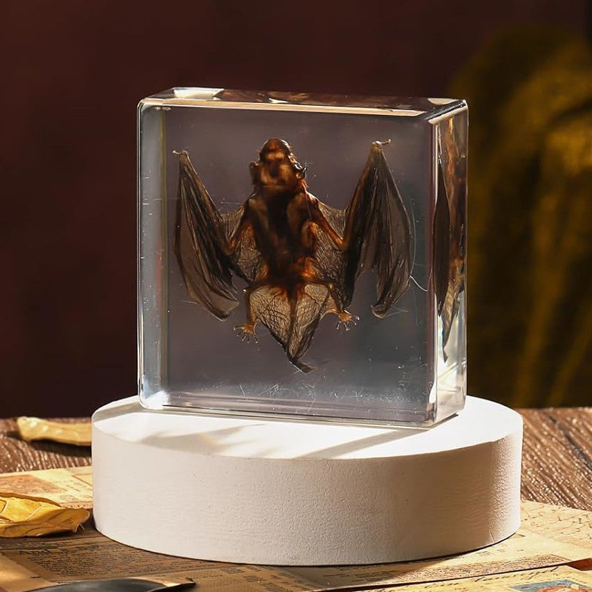 Preserved Real Bat Specimen