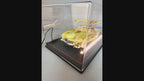 Gold Mercedes-Benz Gullwing Diecast Model