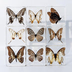 Set of 5 Real Butterfly Specimens in Clear Resin