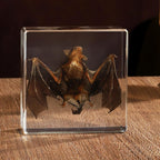 Preserved Real Bat Specimen