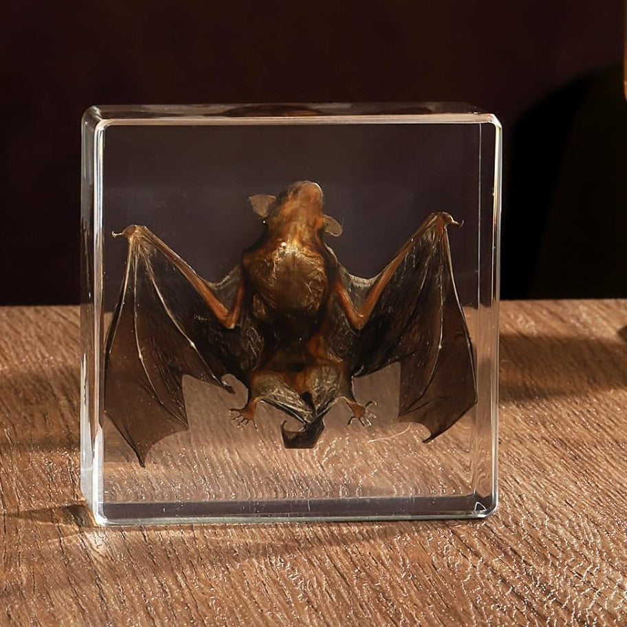 Preserved Real Bat Specimen
